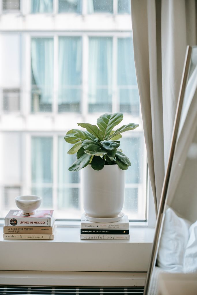 Plant with veins on leaves growing in ceramic pot on heap of textbooks near window in bedroom